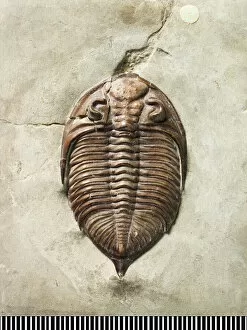 Taylor Collection: Dalmanites, a fossil trilobite