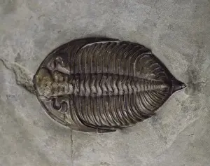 Silurian Prints: Dalmanites myops, trilobite
