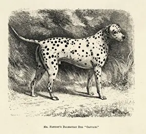 DALMATIAN / 1886