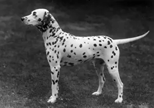 Dalmatian Prints: DALMATIAN / 1930
