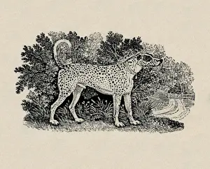 Bewick Prints: Dalmatian