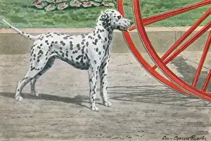 Dalmatian by Coach Wheel