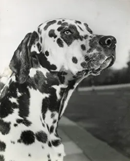Dalmatian Prints: Dalmatian dog looking up Date: 1950s