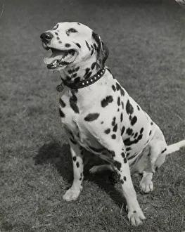 Dalmatian Prints: Dalmatian dog sitting on grass Date: 1950s