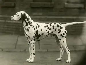 Dalmatian Prints: DALMATIAN / GOWORTH VICTOR