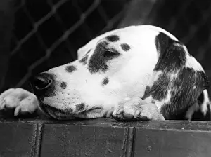 Dalmatian / Head Only / 1934