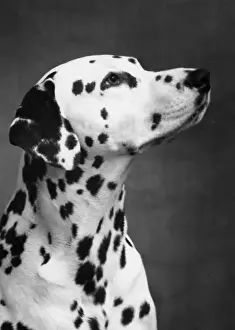 Marco Prints: DALMATIAN / HEAD / 1962