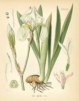 Dalmatian iris or sweet iris, Iris pallida