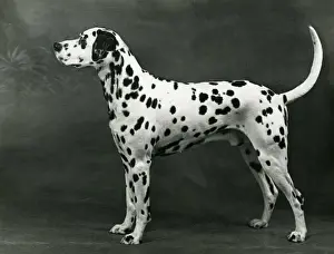 DALMATIAN / LINDALLY BRIAR