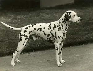DALMATIAN / MAHLIB JIFFT