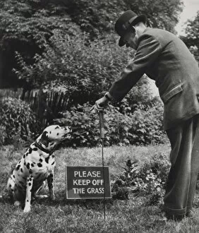 Dalmatian with man and warning sign
