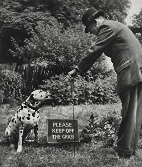Dalmatian with man and warning sign Dalmatian with man and warning sign