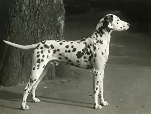 Dalmatian Prints: DALMATIAN / MESRA MANXMAN