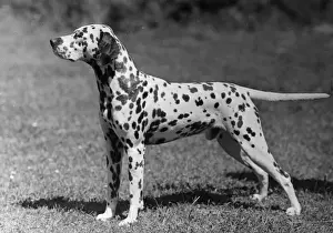 Dalmatian Prints: DALMATIAN / POSTCHAISE