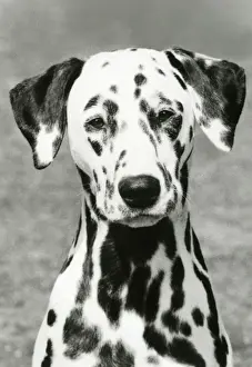 DALMATIAN / POT BLACK