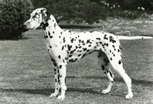 Breeze Prints: DALMATIAN / SEA BREEZE