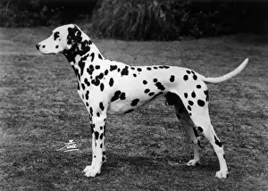 Softly Prints: DALMATIAN / SOFTLY SOFTLY