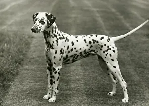 Mystic Gallery: DALMATIAN / SOWEST MYSTIC