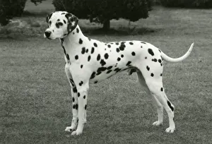 DALMATIAN / SYDON SORCEROR