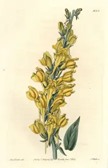 Dalmatian toadflax, Linaria dalmatica