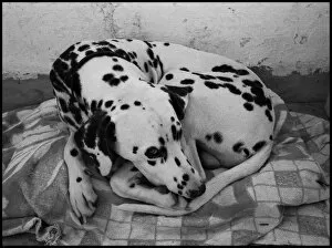 Images Dated 6th October 2015: Dalmation dog