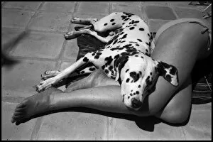 Images Dated 6th October 2015: Dalmation dog and girls sunbathing legs