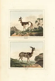 Senegal Prints: Dama gazelle and harnessed bushbuck
