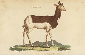Kearsley Prints: Dama gazelle, Nanger dama, critically endangered