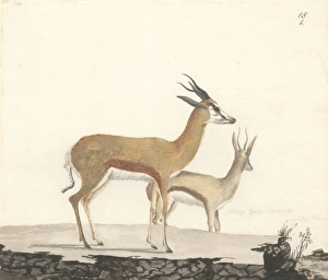 Alcelaphinae Gallery: Damaliscus pygargus, bontebok