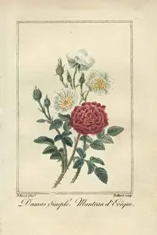 Pancracebessa Prints: Damas simple, Rosa damascena, and manteau d eveque