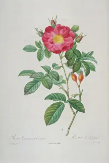 Eurosid Gallery: Damascena coccinea, portland rose