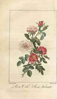 Pancracebessa Prints: Damask rose, Rosa celsiana, and dog rose, Rosa canina