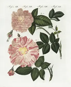 Handcoloredcopperplate Prints: Damask rose, Rosa damascena, and striped rose