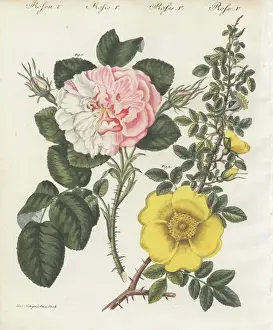 Handcoloredcopperplate Prints: Damask rose and single yellow rose
