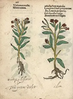 Viola Prints: Dames violet varieties, Hesperis matronalis
