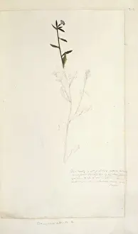 Asterales Prints: Dampiera stricta, blue dampiera