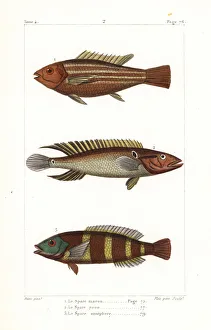 Germain Gallery: Damsel fish, ringtail pike cichlid and redbreasted wrasse