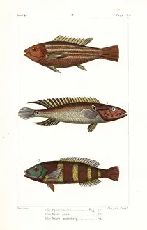 Spare Prints: Damsel fish, ringtail pike cichlid and redbreasted wrasse
