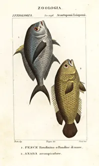 Images Dated 22nd March 2020: Damselfish and climbing perch