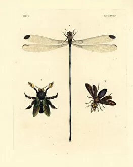 Damselfly, carpenter bee and potter wasp