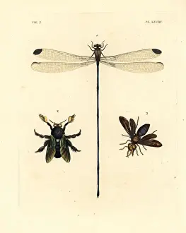 Westwood Prints: Damselfly, carpenter bee and potter wasp