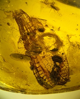 Odonata Collection: Damselfly wings in amber