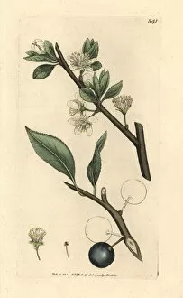 Prunus Gallery: Damson plum, Prunus domestica subsp. insititia