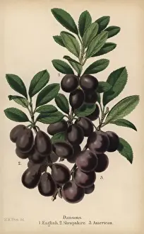 Damson plum varieties: English, Shropshire