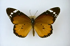 Danaus chrysippus, plain tiger butterfly