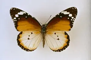 Lepidoptera Prints: Danaus chrysippus, plain tiger butterfly