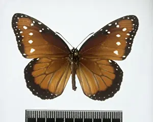 Danaus gilippus, Queen butterfly