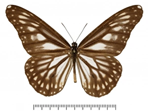 Danaus ismare alba Danaus ismare alba