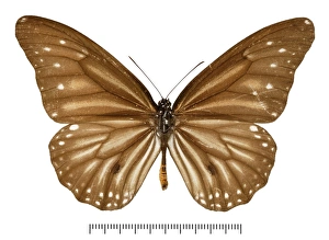 Danaus melanippus haruhasa Danaus melanippus haruhasa
