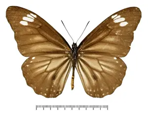 Entomological Prints: Danaus melanippus taimanu